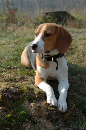 Beagle