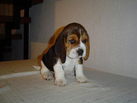 Beagle Lui 5 Wochen alt