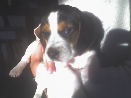 Beagle Max als Welpe (7 Woche)