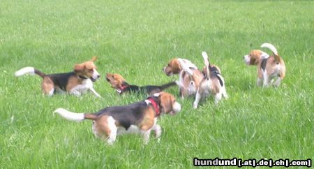 Beagle Die Meute