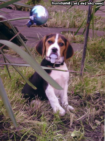 Beagle unser kleiner flaschenöffner. :-)