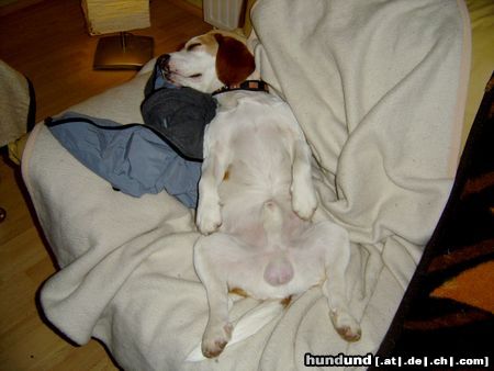 Beagle so ein Jagdausflug macht fix und alle...