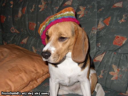 Beagle Nelson