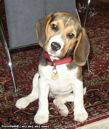 Beagle Das ist meine Nelly ! 