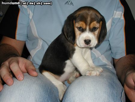 Beagle Baby Beagle