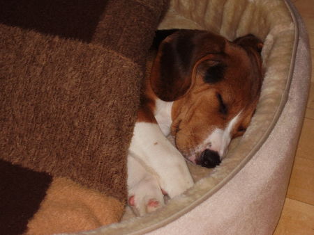 Beagle erster Tag im neuen zu Hause