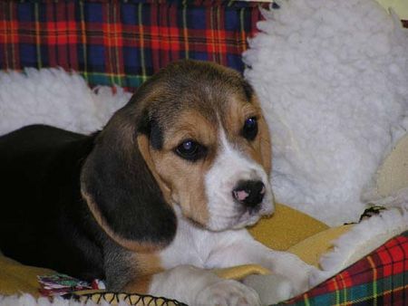 Beagle Baby Benny