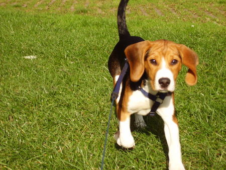 Beagle