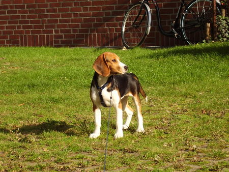 Beagle