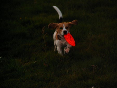 Beagle Bully beim Frisbee