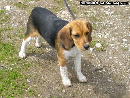 Beagle Tamira auf der Schafbergalm