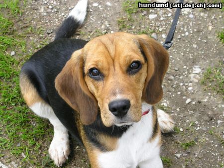 Beagle Tamira