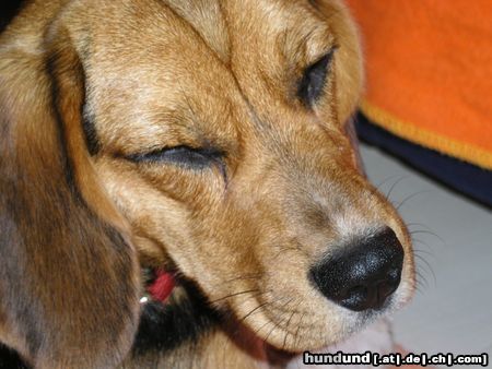 Beagle Warum muss der Blitz so hell sein?