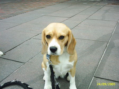 Beagle Emma auf Sylt