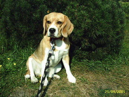 Beagle Emma auf Sylt