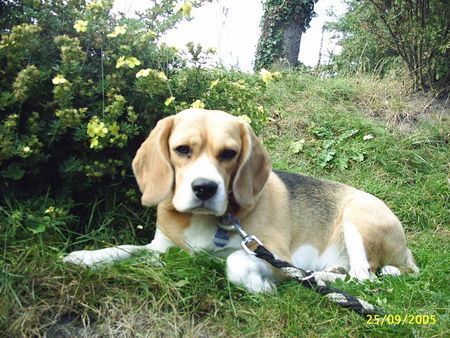 Beagle Emma auf Sylt