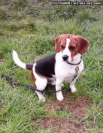 Beagle Unser süßer Morris