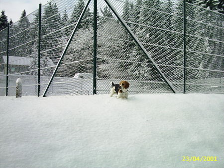 Beagle Bully versinkt im Schnee