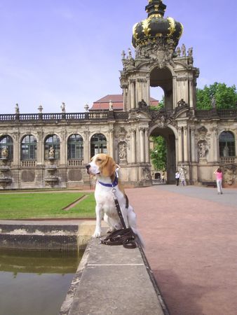 Beagle Sputnik in Dresden