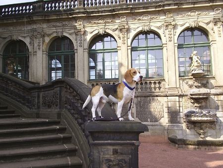 Beagle Sputnik in Dresden