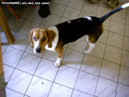 Beagle Chester 