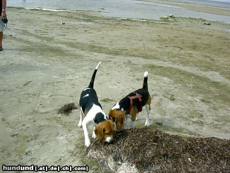 Beagle Chester in Polen