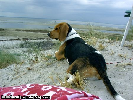 Beagle Chester in Polen