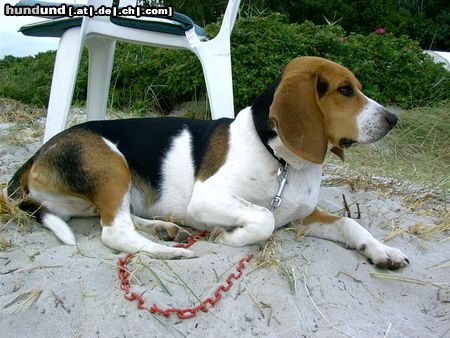 Beagle Chester in Polen