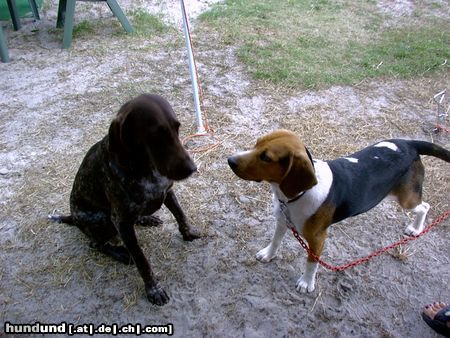 Beagle Chester in Polen