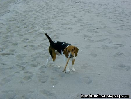 Beagle Chester am Meer