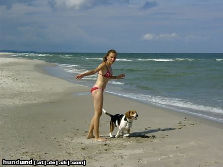 Beagle Chester am Meer