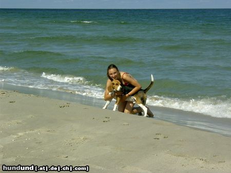 Beagle Chester am Meer