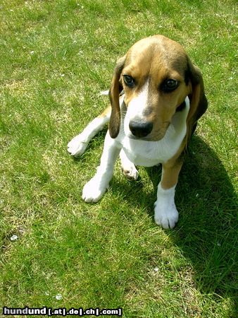 Beagle Chester