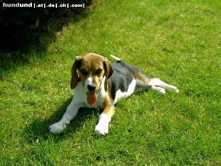 Beagle Chester