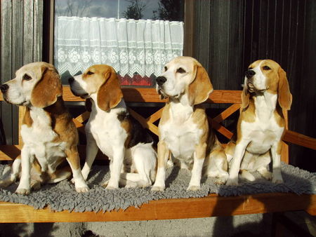 Beagle meine kleine Meute