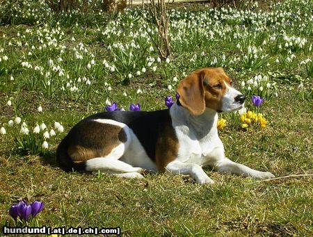 Beagle