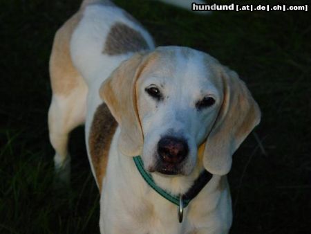 Beagle Wer kann diesem Beagle-Blick wiederstehen?