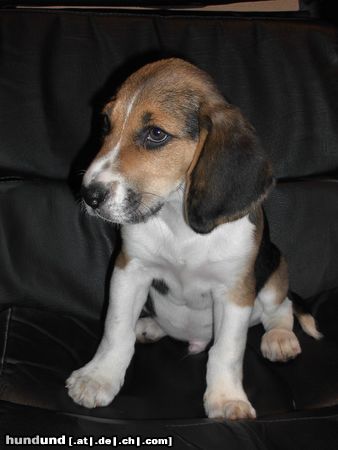 Beagle Rocky 