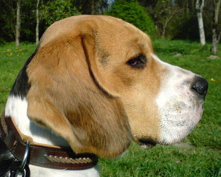 Beagle