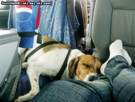 Beagle Sammy im Auto