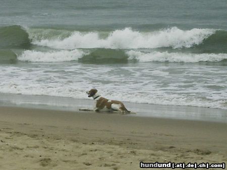 Beagle Sammy am Strand