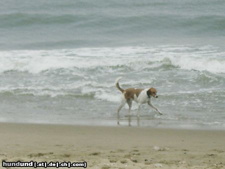 Beagle Sammy am Strand