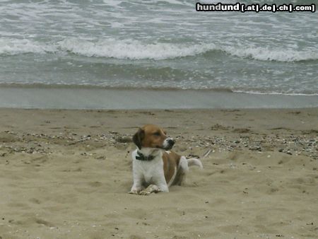 Beagle Sammy am Strand