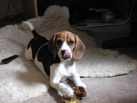 Beagle meine Hexe