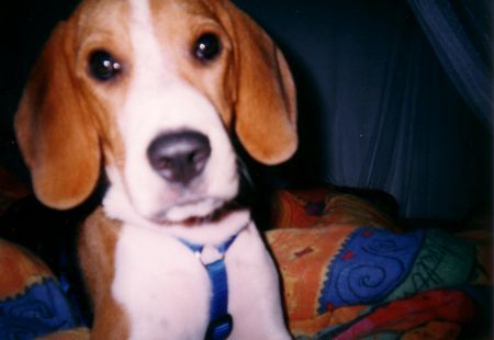 Beagle Mein Spike