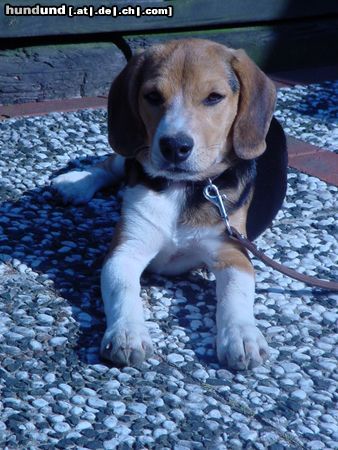 Beagle Shiela