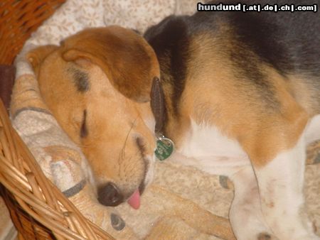 Beagle Beaglehündin 12 Wochen (Shiela)