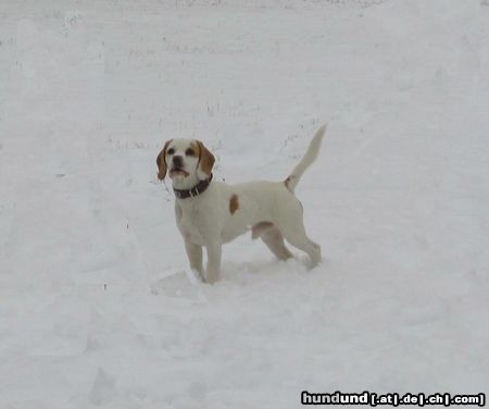 Beagle Rocky