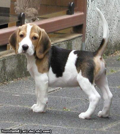 Beagle Sputnik  mit 10 Wochen