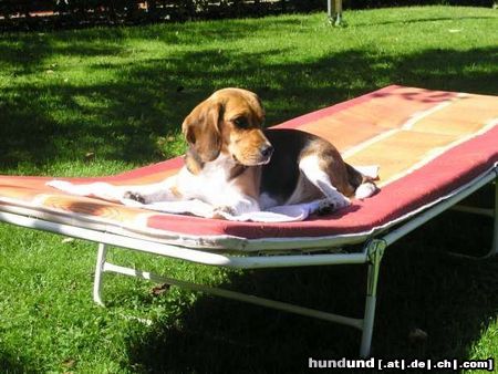 Beagle Tamira macht sich´s bequem